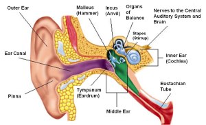 cutaway_ear